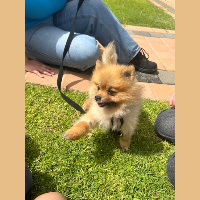 Photo of Joey