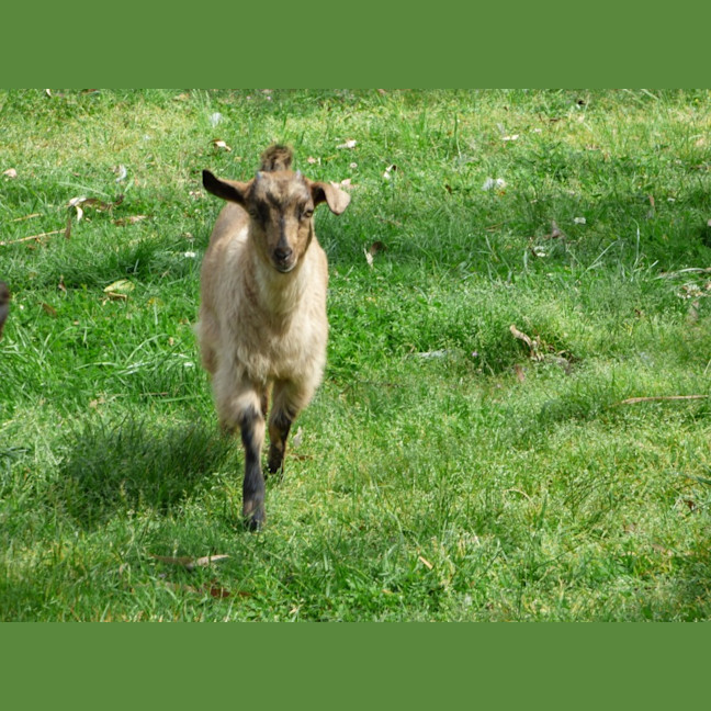 Photo of Cappuccino/Nessi 