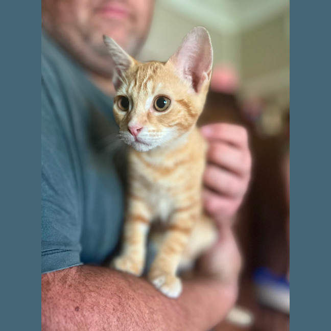 Photo of 🧡 Tiger 🖤