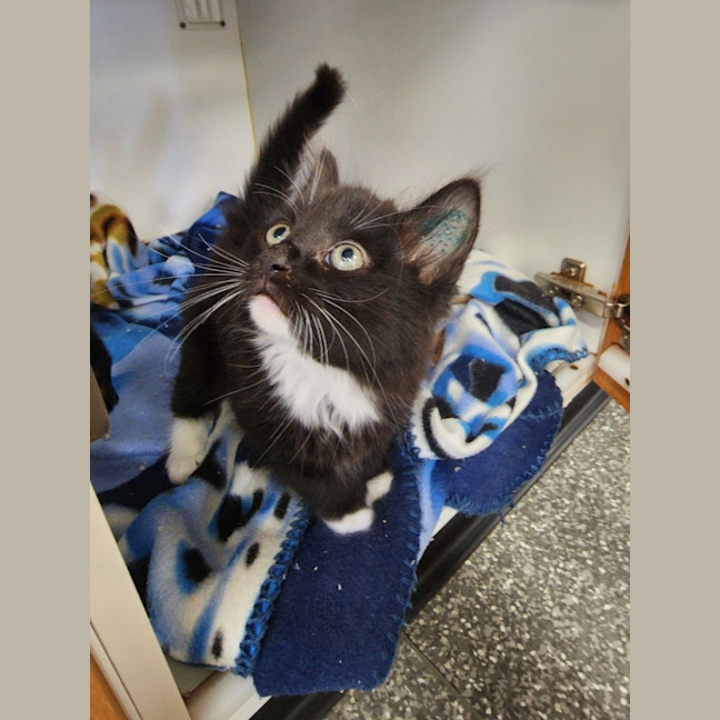 Photo of The Licorice Litter!