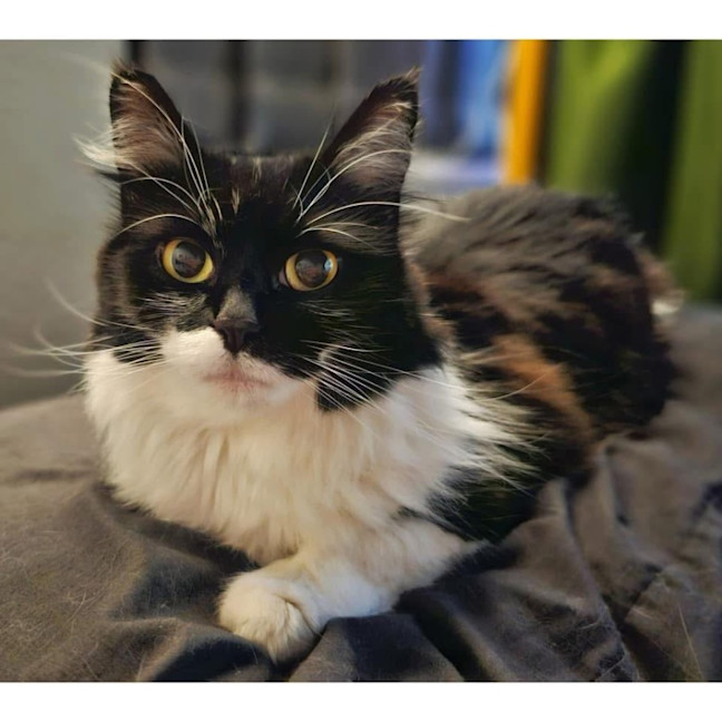 Photo of 9198   Missy Moo