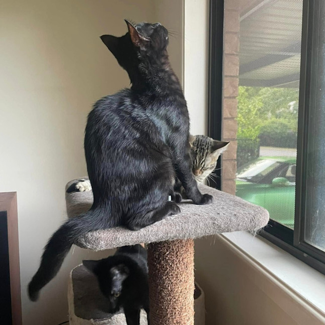 Photo of David Meowie