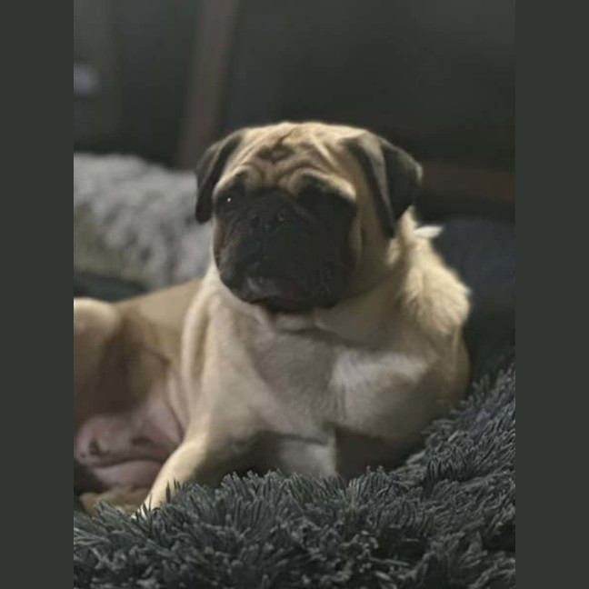 Photo of Lucy Pug