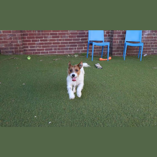 Photo of Zelda