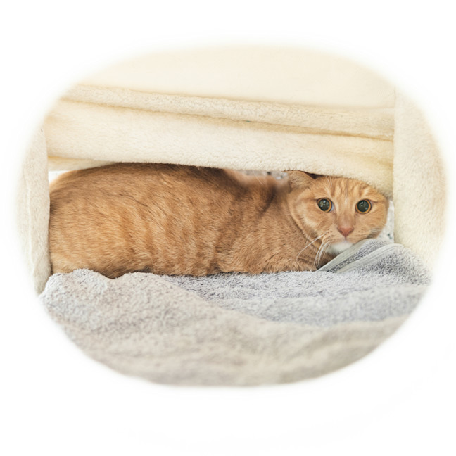 Photo of Lady Whiskerton 