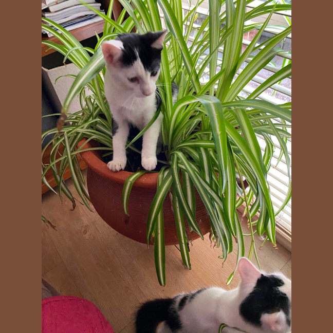 Photo of $300 Pirate 🐾