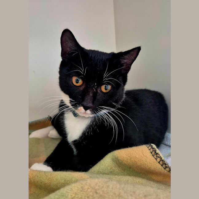 Photo of Riley (9032)