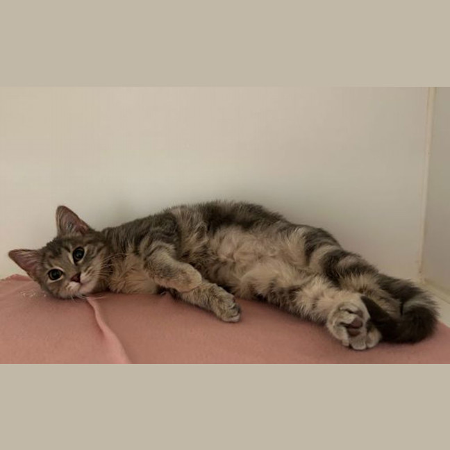 Photo of Strawberry