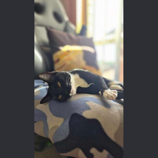 Photo of Pingi