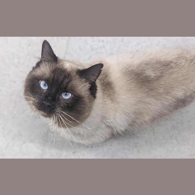 Photo of Sir Handsome Cheeks