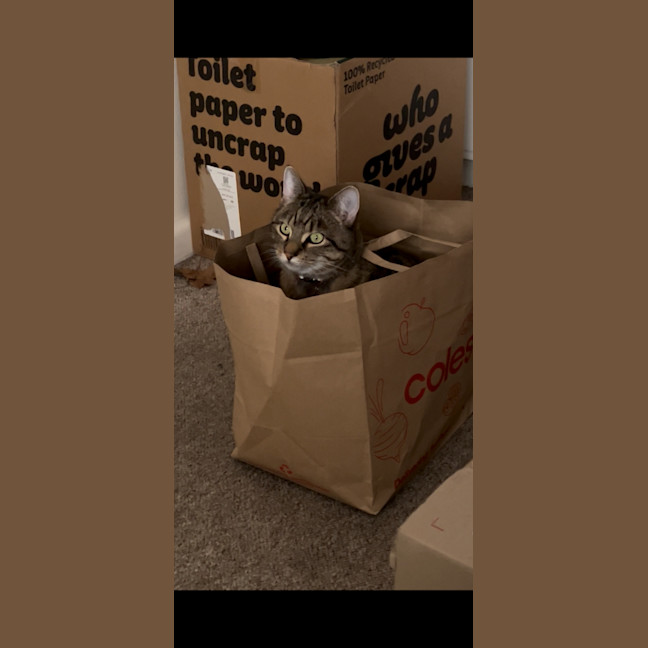 Photo of Dixie