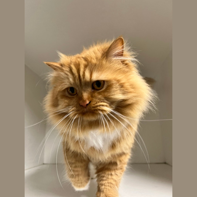 Photo of Cheezel