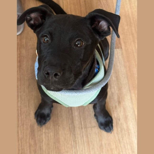 Photo of Willow