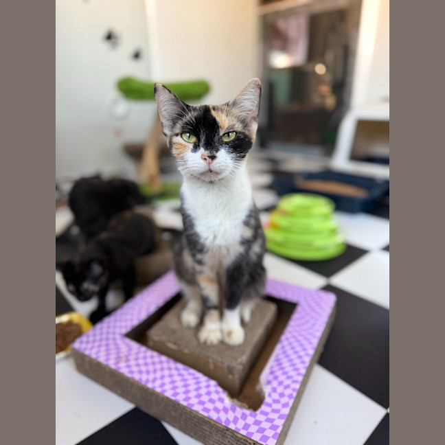 Photo of Savannah