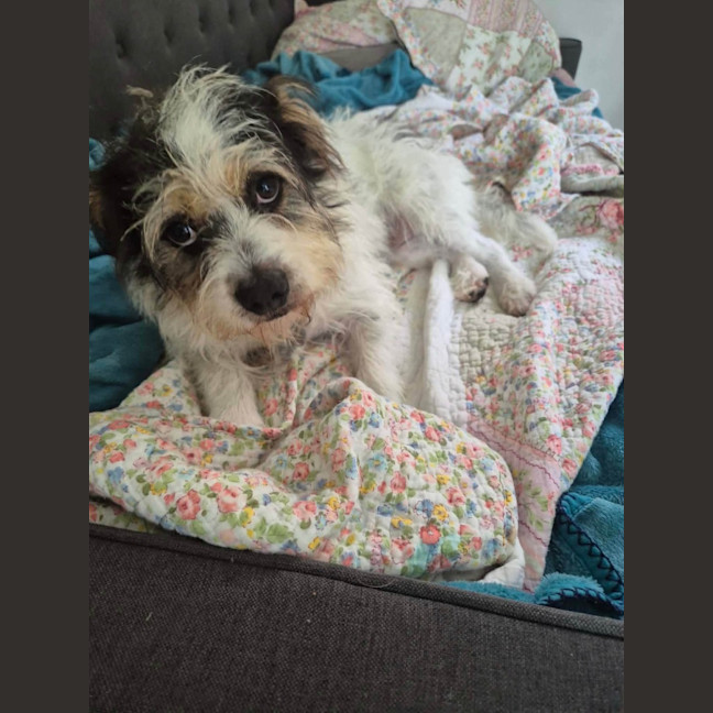 Photo of Cooper