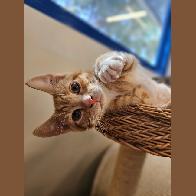 Photo of Bartholomeow