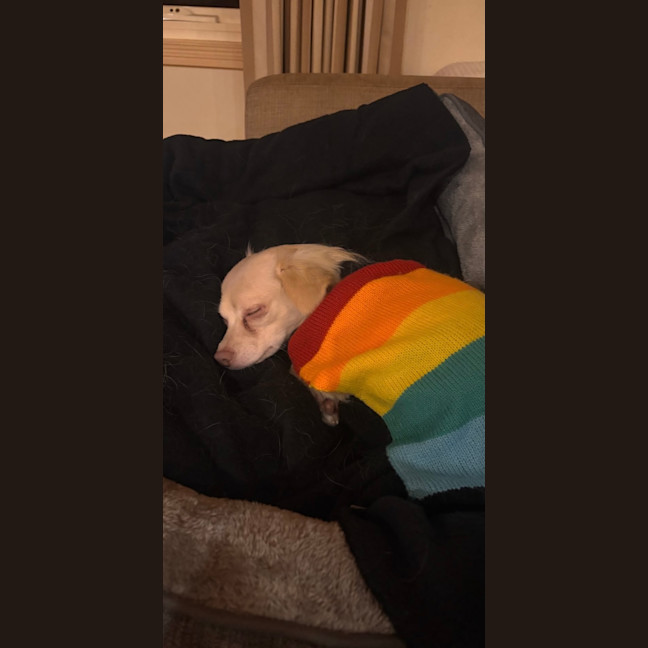 Photo of Bunny