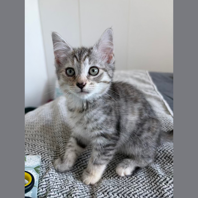 Photo of Nutmeg