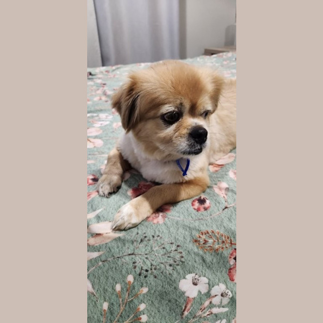 Photo of Pebbles   10 Year Old Tibetan Spaniel