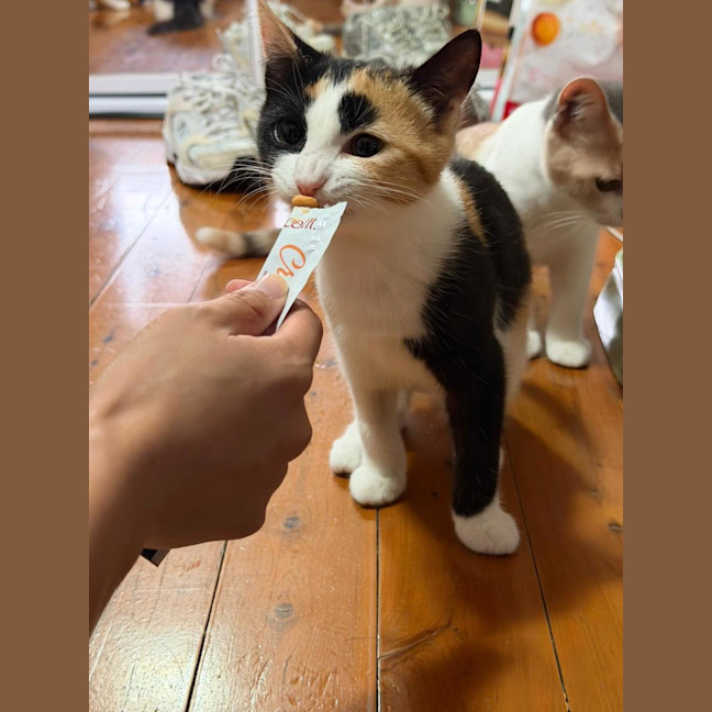 Photo of Poppy