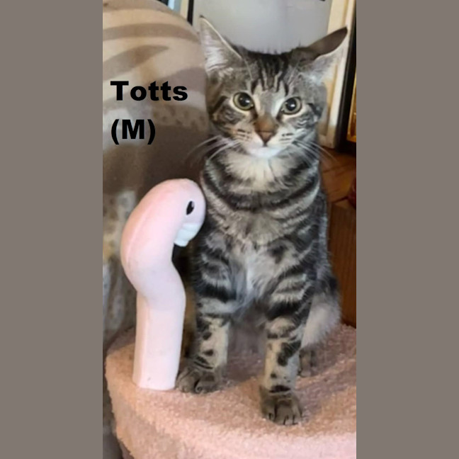 Photo of Totts