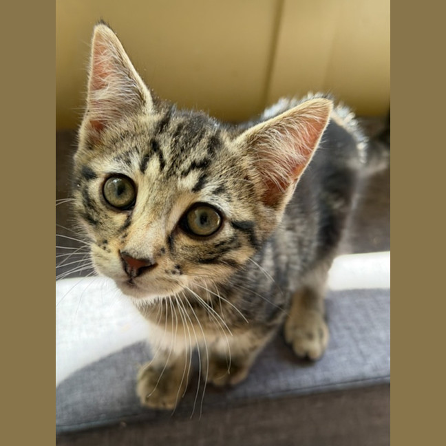 Photo of Fig 🐾