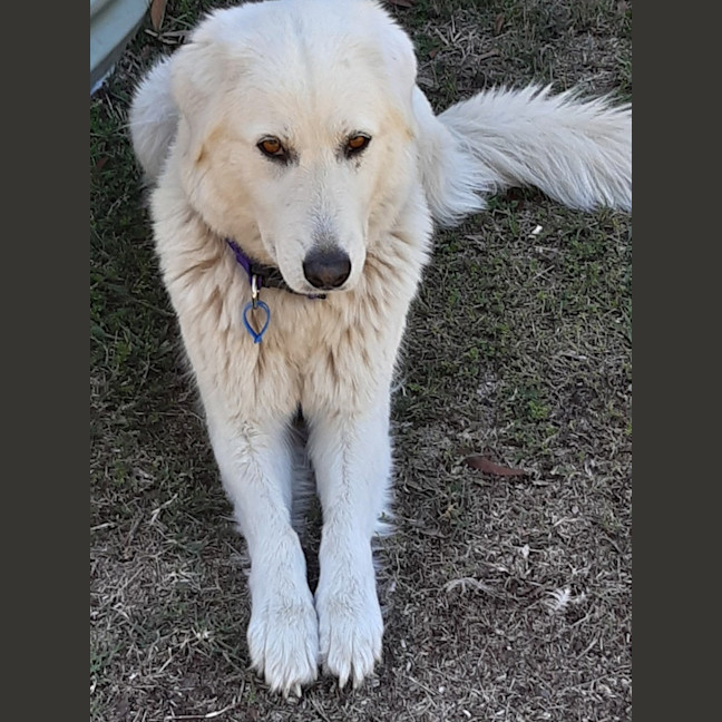 Photo of Ruby