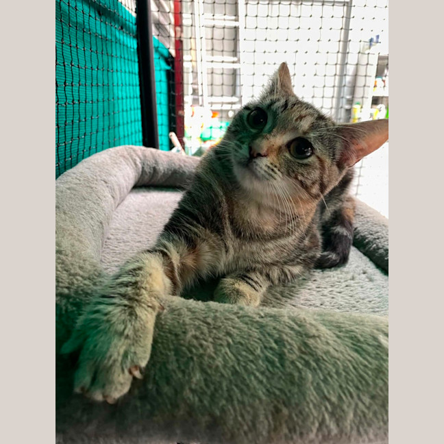 Photo of Zosia**2nd Chance Cat Rescue**