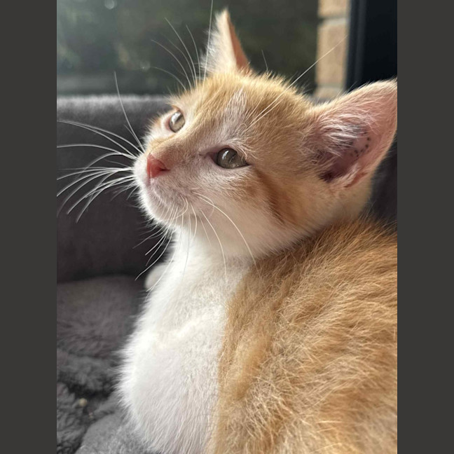 Photo of Gatsby   In Foster Care In Cranbourne