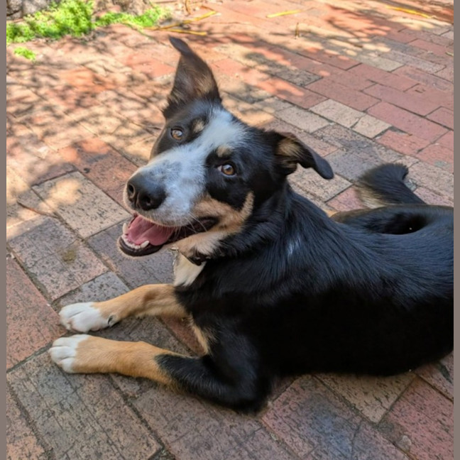 Photo of Angus