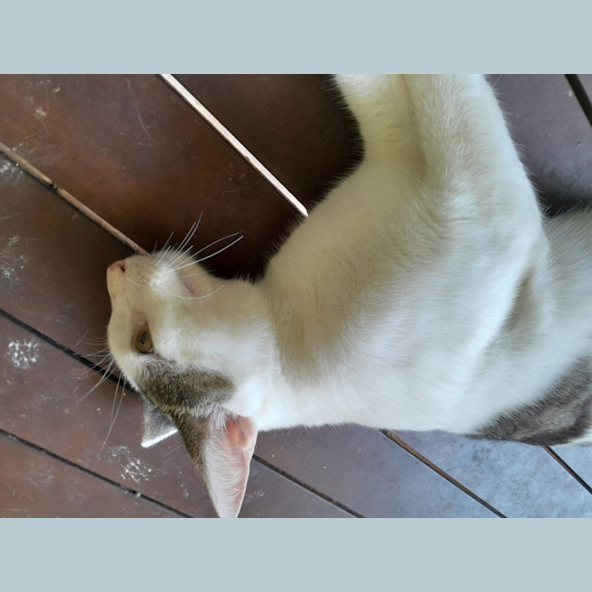 Photo of Mr Waffleton 