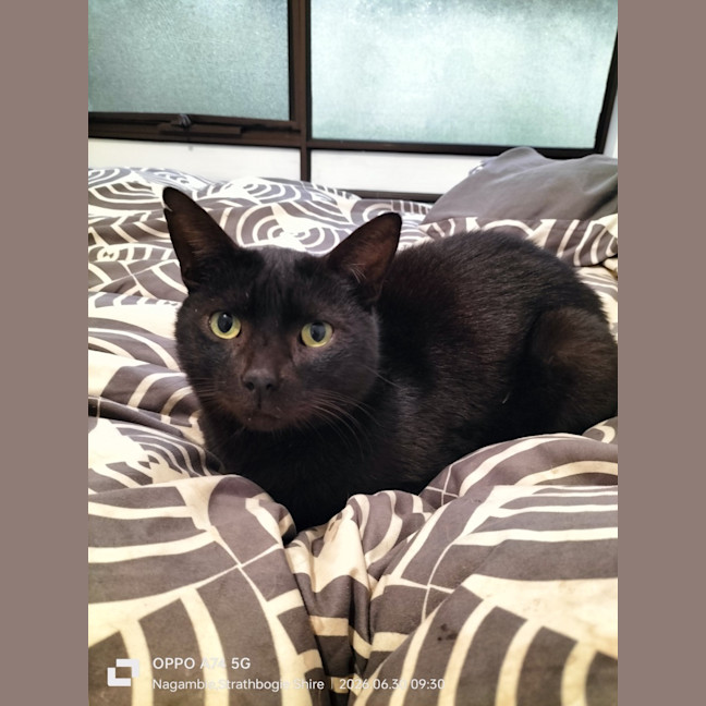 Photo of Bagheera