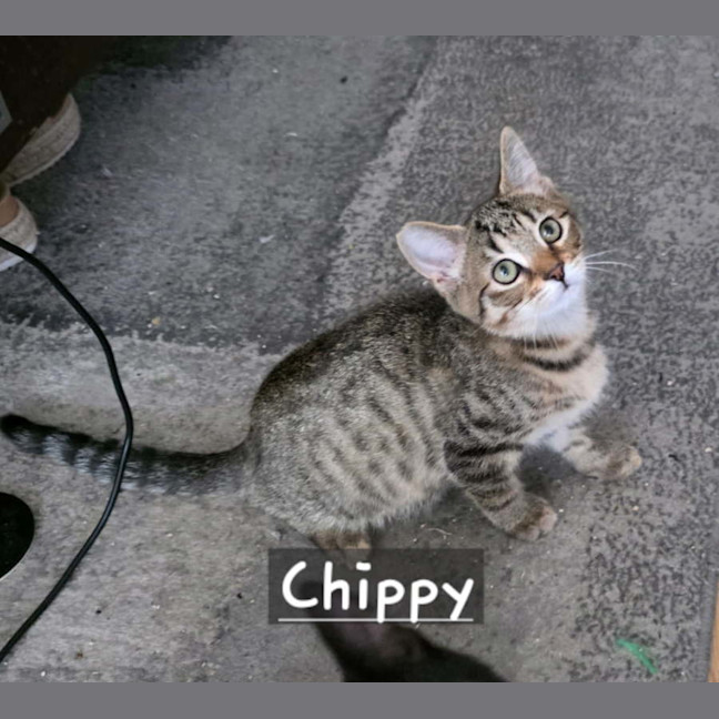 Photo of Chipmunk 