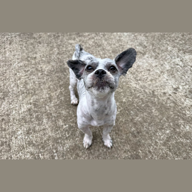 Photo of Moppy