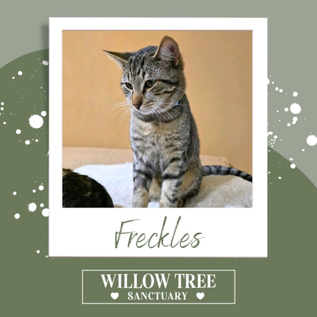 Photo of Freckles