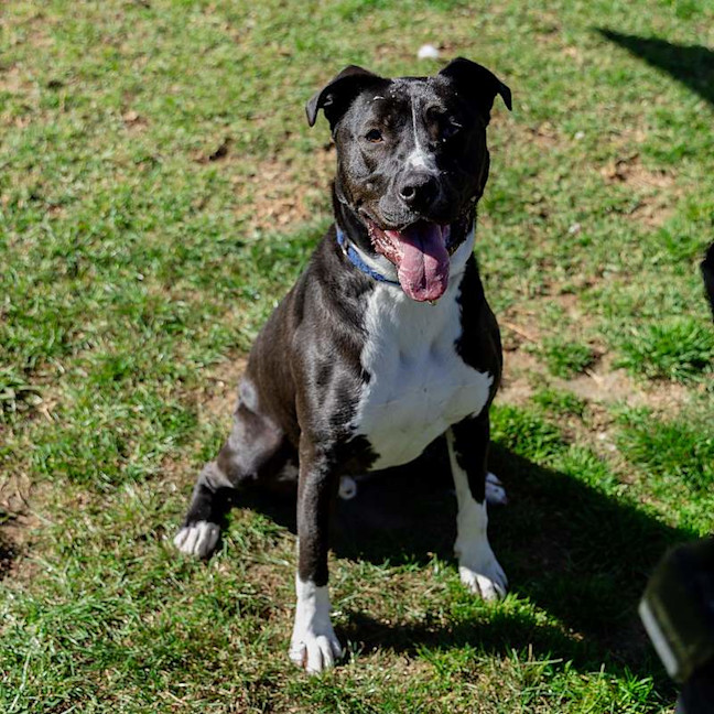 Photo of Goose