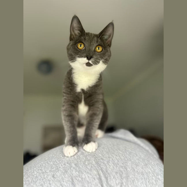 Photo of Mittens