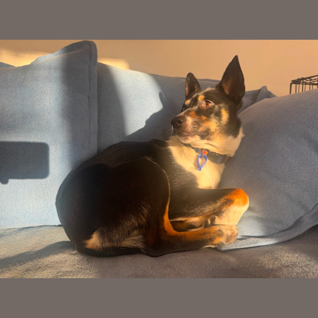 Photo of Coco   1 Year Old Kelpie X