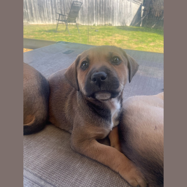 Photo of Cinder