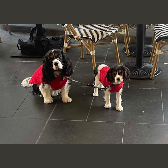 Photo of Daisy & Duke