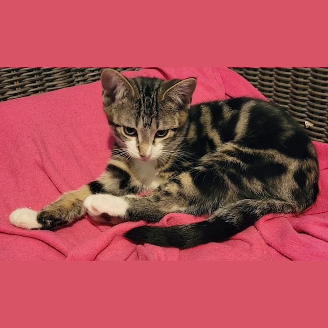 Photo of Barney