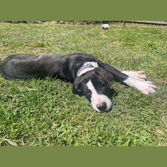 Photo of Buttercup
