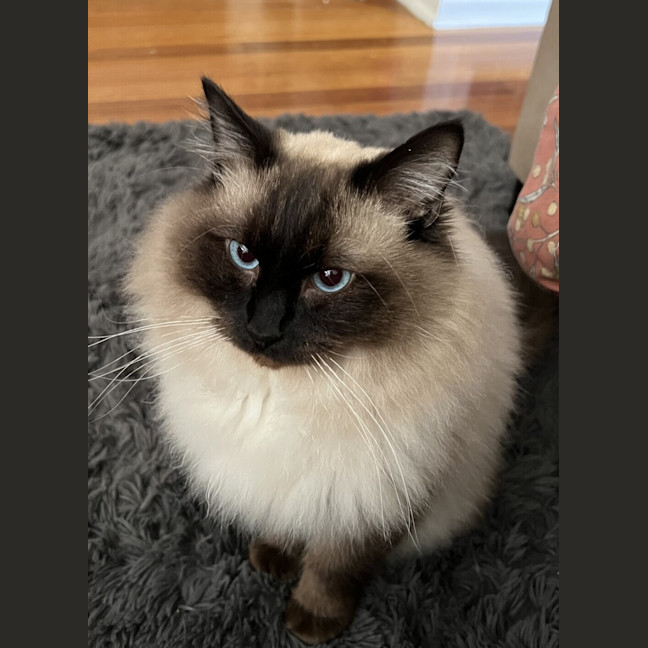 Photo of Merlin