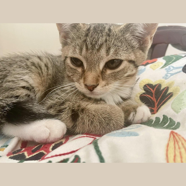 Photo of Teddy