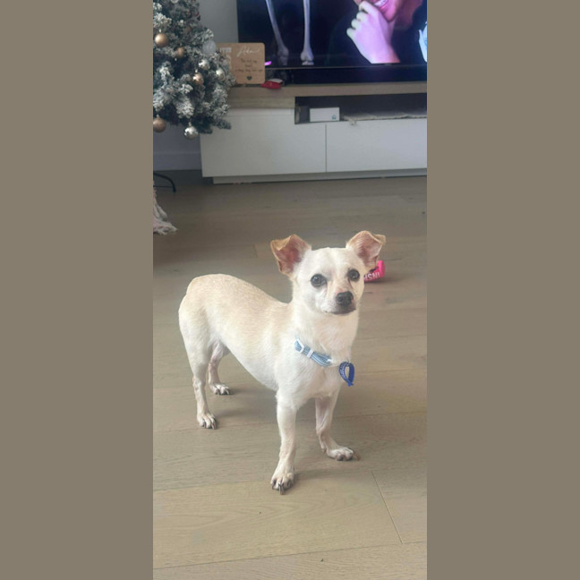 Photo of Huey   2 Year Old Chihuahua