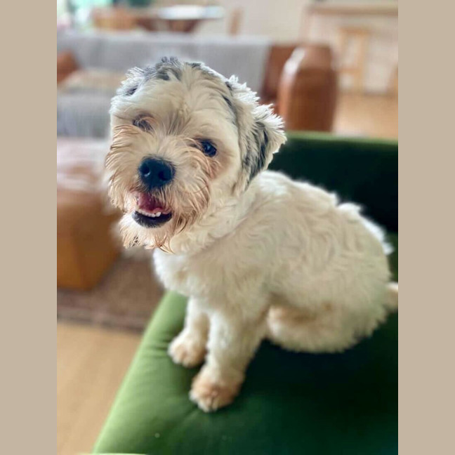 Photo of Corkie