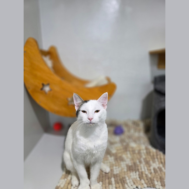 Photo of Bunni