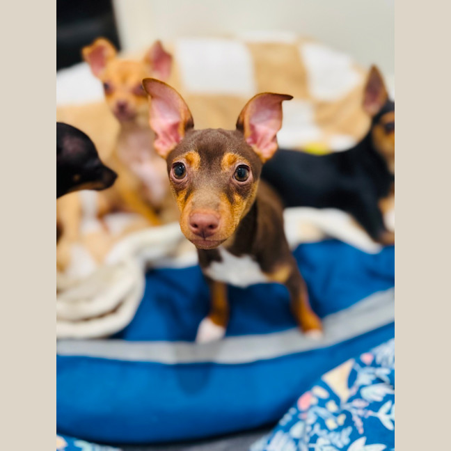Photo of Hopper