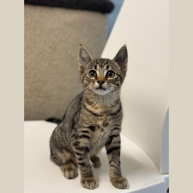 Photo of East   Petstock Invermay