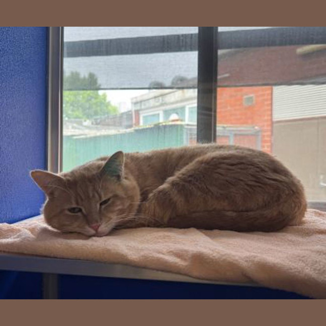 Photo of Pumpkin